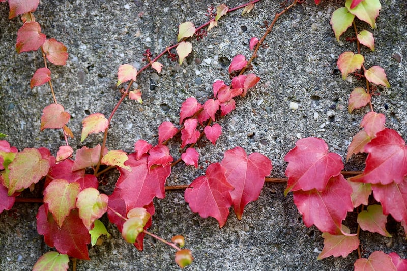 Climbing plants guide