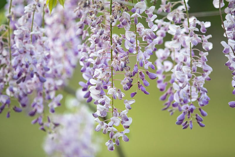 Hanging garden inspiration