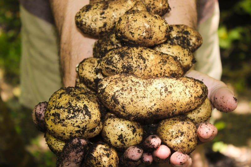 Organic gardening practices