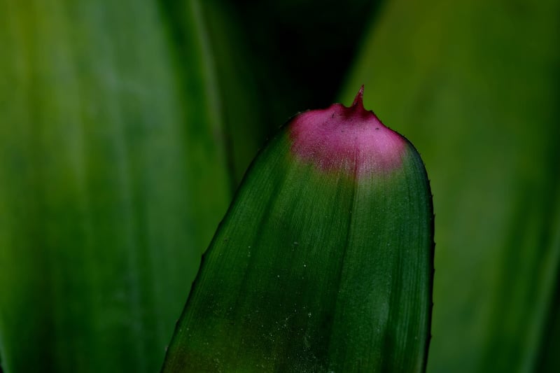 Vegetable planting tips