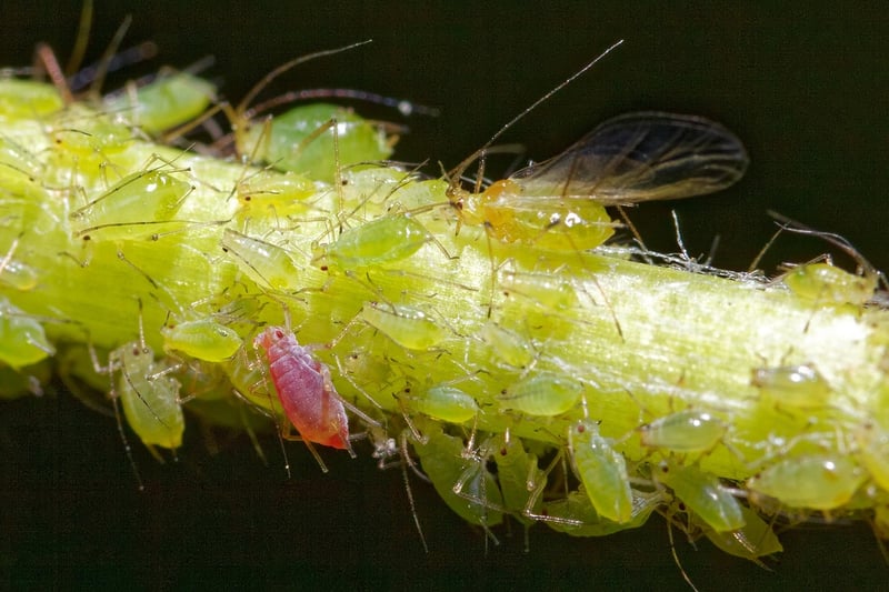 Natural Pest Control